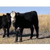 Image 6 : Dalbey Farms - 630# October Delivery Heifer Calves - 50 Head (Dalum, AB)