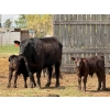 Image 4 : Kyle Torkelson - 10 Black 1st Calf Pairs (Millicent, AB)