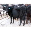 Image 9 : Bezan Cattle Corporation - 720# Feb/March Weaned Steers - 80 Head (Midale, SK)
