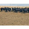 Image 6 : M.S. MacLean Livestock - 1020# May Delivery Steers - 65 Head (Coaldale, AB)
