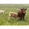 Image 6 : Westview Cattle Co. - 525# November Delivery Steer Calves - 90 Head (Consort, AB)