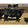Image 6 : Misty Meadows Ranch - 34 Black Angus X Replacement Heifers (Austin, MB)
