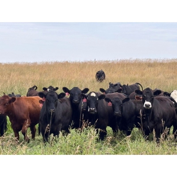 Simonson Land & Cattle Ltd. - 785# August Delivery Grass Heifers - 63 Head (Dinsmore, SK) VBP+