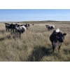 Image 8 : Wyatt & Meg Isaacson - 940# Sept/Oct Delivery Grass Steers - 64 Head (Killdeer, SK)