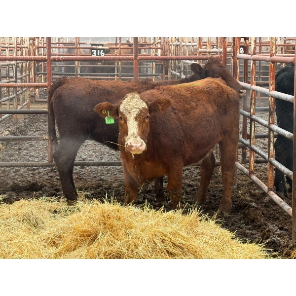 D6 Cattle Farm - 2 Heifers (Pen 417)