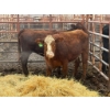 Image 1 : D6 Cattle Farm - 2 Heifers (Pen 417)