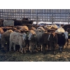 Image 3 : Lesher Lane Enterprises - 950# June Weaned Steers - 250 Head (Lacombe, AB)