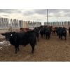 Image 6 : Pedersen Farms - 900# March Delivery Steers - 65 Head (Scandia, AB)
