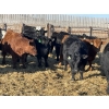 Image 3 : Drew Bayes - 675# Jan/Feb Delivery Steers - 87 Head (Trochu, AB)