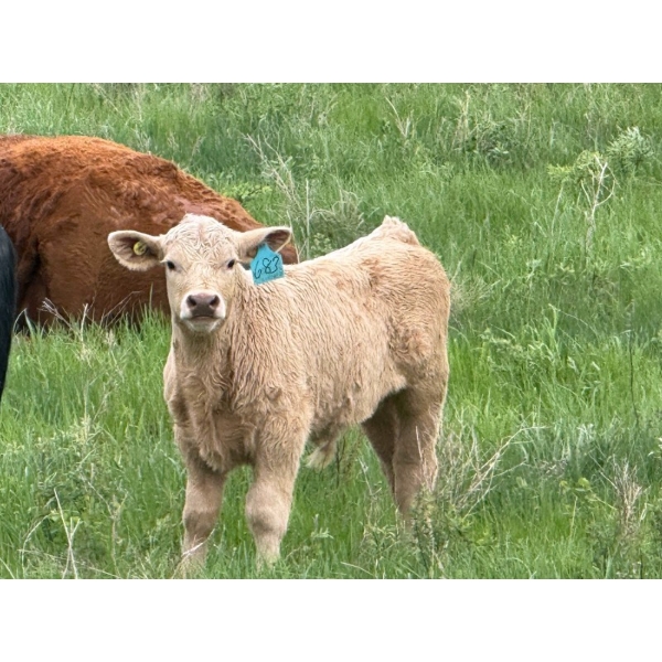 Oxbow Farms - 560# November Delivery Steer Calves - 190 Head (Melita, MB)