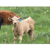 Image 1 : Oxbow Farms - 560# November Delivery Steer Calves - 190 Head (Melita, MB)