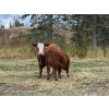 Image 6 : 130 Mile Ranch - 600# October Delivery Steer Calves - 90 Head (Lac La Hache, BC)