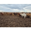 Image 3 : Ripple Rock Ranch - 845# January Delivery Weaned Heifers - 155 Head (Fincastle, AB)