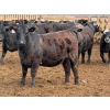 Image 8 : PSV Farms Ltd. - 880# May Delivery Heifers - 32 Head (Enchant, AB)
