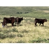 Image 3 : Rodney & Lee Perrin - 550# October Delivery Steer Calves - 75 Head (Maple Creek, SK)