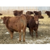 Image 4 : Thorsteinson Land & Livestock Ltd. - 980# January Delivery Steers - 61 Head (Foam Lake, SK) VBP+