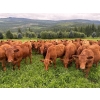 Image 7 : Crystal Lake Ranch - 875# July Delivery Steers - 70 Head (Malakwa, BC)
