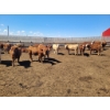 Image 5 : Cattlewood Farms Ltd. - 690# May Delivery Steers - 90 Head (Stirling, AB)