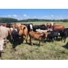 Image 5 : Wunder Farms - 550# October Delivery Steer Calves - 50 Head (Foam Lake, SK)