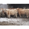 Image 12 : Vossepoel Cattle Co. - 630# December Delivery Weaned Heifers - 250 Head (Tilley, AB)