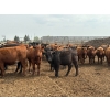 Image 4 : Roseburn Ranches - 980# October Delivery Heifers - 175 Head (High River, AB)