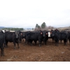 Image 2 : Curtis Farms - 60 Black Angus X Replacement Heifers (Armstrong, BC)