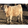 Image 3 : Winnifred Colony Farming Ltd. - 835# February Delivery Heifers - 44 Head (Winnifred, AB)