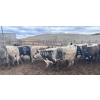 Image 5 : Wyatt & Meg Isaacson - 896# April Delivery Steers - 54 Head (Killdeer, SK)