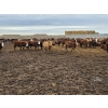 Image 6 : Ripple Rock Ranch - 790# March Delivery Weaned Heifers  - 278 Head (Fincastle, AB)