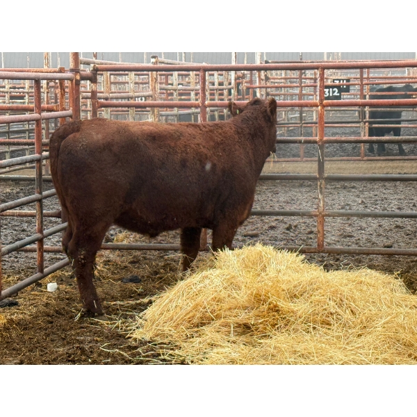 D6 Cattle Farm - 1 Heifer (Pen 413)