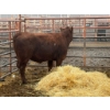 Image 1 : D6 Cattle Farm - 1 Heifer (Pen 413)