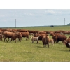 Image 10 : Franklin Cattle Co. - 650# November Delivery Steer Calves - 275 Head (Marwayne, AB)