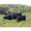 Image 13 : Malarky Farms - 35 Black/Black X Cow/Calf Pairs (Newdale, MB)