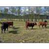 Image 5 : Pine River Cattle Co. - 860# September Delivery Grass Heifers - 72 Head (Lone Prairie, BC)