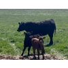 Image 6 : Sherness Farms  - 510# October Delivery Heifer Calves - 20 Head (Sheerness, AB)