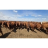 Image 7 : Cattlewood Farms Ltd. - 740# June Delivery Heifers - 200 Head (Fincastle, AB)