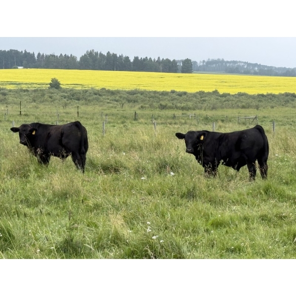 Leedale Farming - 800# September Delivery Steer Calves - 230 Head (Eckville, AB)