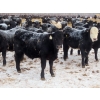 Image 5 : Martin DeVos - 735# March Delivery Steers - 164 Head (Fork River, MB)