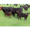 Image 4 : Knapp Farms - 550# October Delivery Steer Calves - 110 Head (Southey, SK)