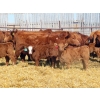 Image 9 : Wacoalty Enterprises Inc. - 25 Red Angus X Simm Pairs (Kipling, SK)