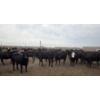 Image 4 : Ripple Rock Ranch - 975# July Delivery Heifers - 126 Head (Fincastle, AB)