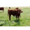Image 3 : Henrickson Ranch & TC Farms  - 590# November Delivery Steer Calves - 95 Head (Patricia, AB)