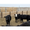 Image 9 : South Ridge Simmentals - 625# May Delivery Heifers - 95 Head (Monarch, AB)