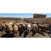 Image 8 : Ripple Rock Ranch - 720# April/May Delivery Heifers - 62 Head (Fincastle, AB)