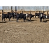 Image 11 : SVM Farms - 590# May Delivery Steers - 87 Head (Vauxhall, AB)