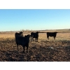 Image 2 : Rowdy Ross - 36 Black/Black X April/May Calving Bred Heifers (Langham, SK)