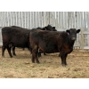 Image 6 : C & L Livestock - 30 Black 2nd Calf 3-Way Pairs (Edam, SK) VBP+