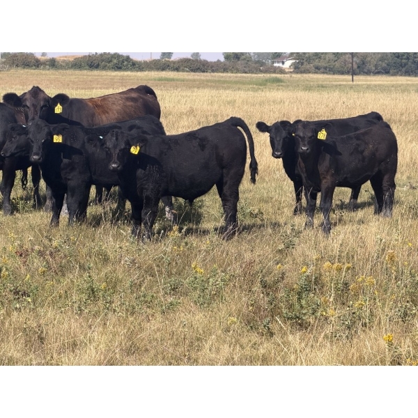 Andrew Cattle Co. - 700# October Delivery Steer Calves - 85 Head (Regina, SK)