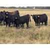 Image 1 : Andrew Cattle Co. - 700# October Delivery Steer Calves - 85 Head (Regina, SK)