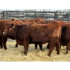 Image 4 : Fox Cattle Co. - 8 Bred Heifers (Pen 445)